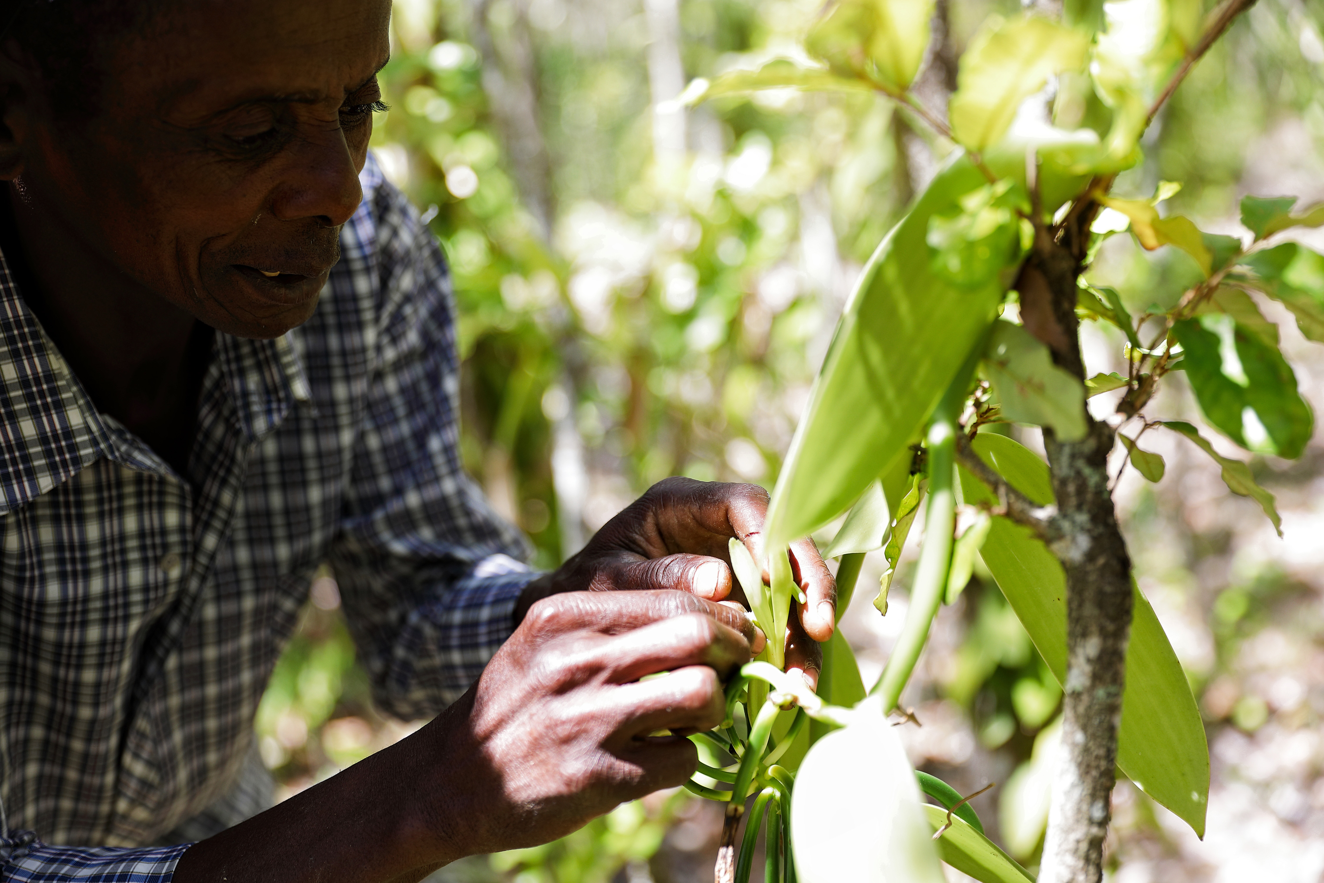 Opelovanie vanilky Madagaskar plantáž